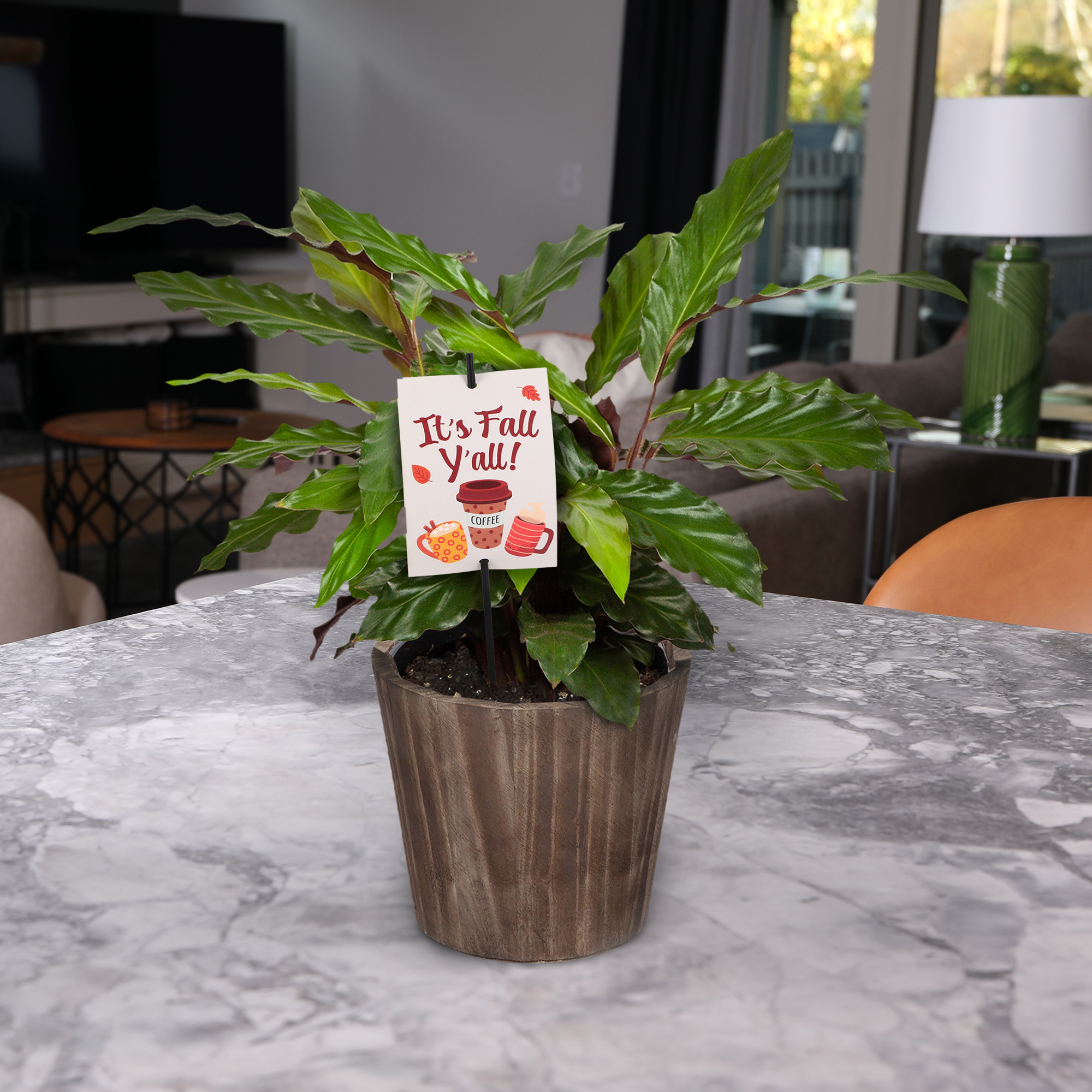 5" Calathea in Brown Wilson Wood Planter – It’s Fall Y’all