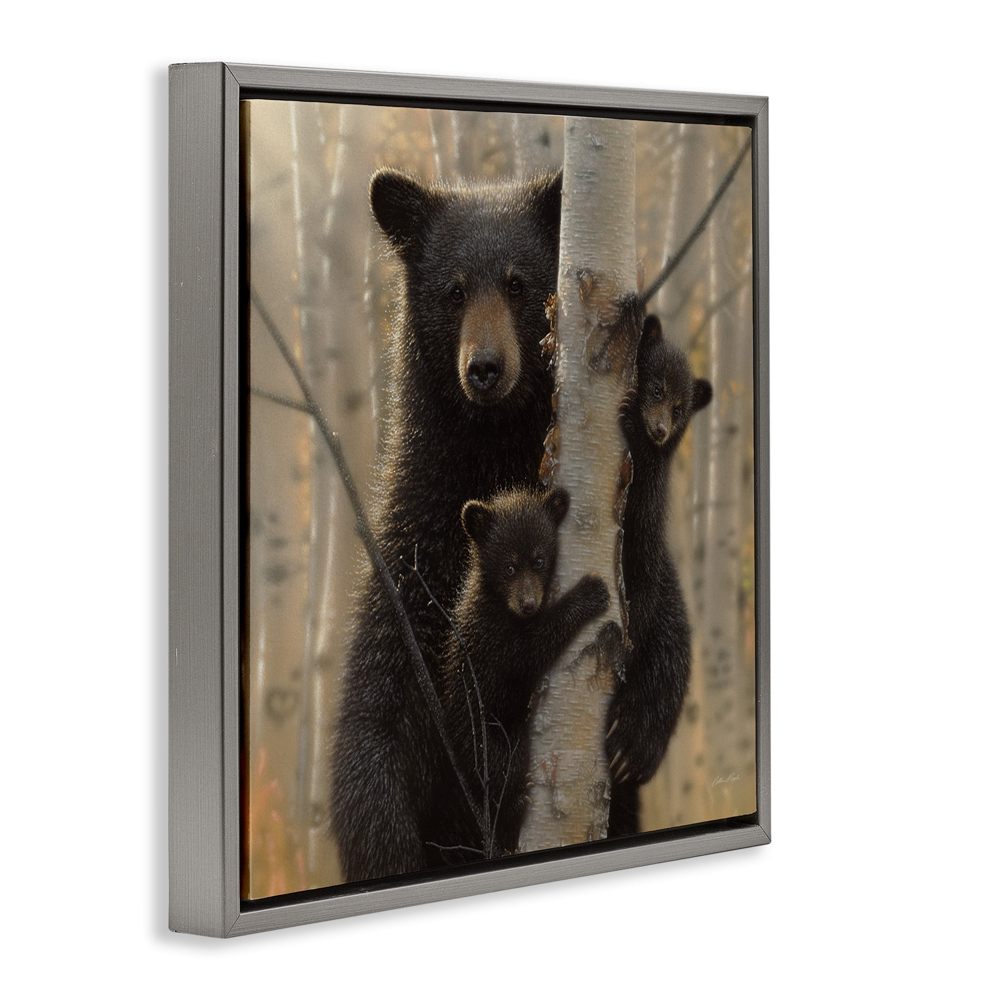 Stupell Industries Forest Black Bear and Cubs Animals & Insects Photography Gray Floater Framed Canvas Art Print Wall Art, 18 x 18