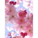 thumbnail image 2 of Cuadros Decorativos Taladro redondo completo 5D Rhinestone flores de cerezo DIY diamante pintura Kit ornamento Likrtyny embutido en tela, 2 of 9