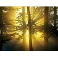 thumbnail image 2 of Anonymous 18x15 White Modern Wood Framed Museum Art Print Titled - Light Through the Trees I, Color, 2 of 4