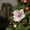 Pink 4E9, variant on Wuztai 24CM Powder Flocking Christmas Flower Magnolia High-end Fabric, Blue Pink Navy Green Artificial Flower for Holiday Tree Decor Home Arrangement, Xmas Decorations Christmas Ornaments