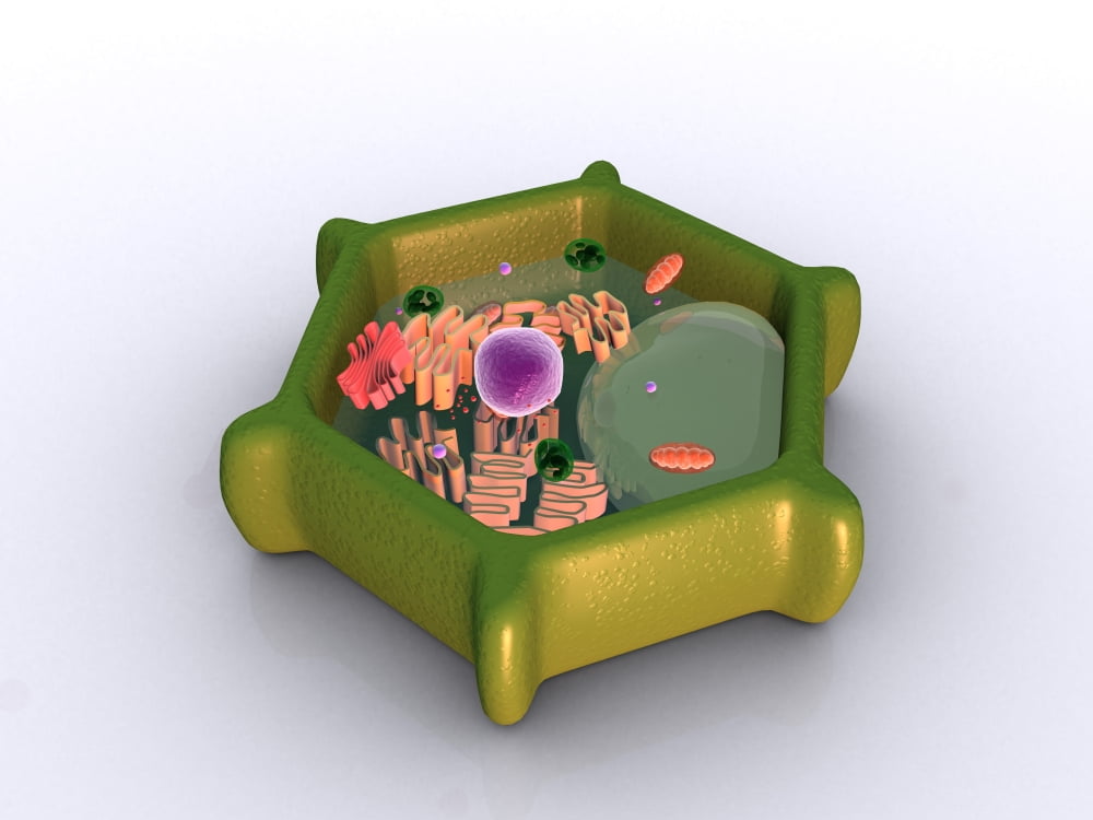 Conceptual image of a plant cell and its components Canvas Art - Stocktrek Images (33 x 25)