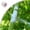 Clear2, variant on Grafting Tape, Tree Tape Grafting Kit Stretchable Gardening Tape Repair Budding Grafting Tape for Fruit Trees and Floral Tree Grafting Supplies(Green)