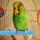 thumbnail image 4 of ELAYARD 10Ud Percha Para Y Loros Con Superficie Abrasiva Para Cuidado De Patas, 4 of 8