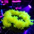 thumbnail image 5 of QuanTara Star Fluorescent Necklace & Bracelet Set - Blacklight Reactive Neon Leis, Glow in the Dark Party Accessories for Halloween, Raves, 80s Theme Parties & Luaus, 5 of 7