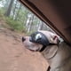 thumbnail image 3 of Gafas para perros, gafas para mascotas, gafas impermeables, resistentes al viento y con protección UV para perros medianos y grandes - Negras, 3 of 5