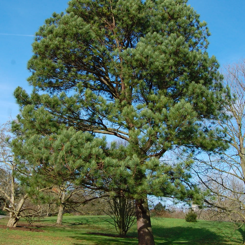 Expert Gardener Flowerwood 2.5 gal Loblolly Pine Live Trees