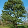 thumbnail image 2 of Expert Gardener Flowerwood 2.5 gal Loblolly Pine Live Trees, 2 of 6