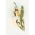 thumbnail image 2 of Gould, John 23x32 Gold Ornate Wood Framed with Double Matting Museum Art Print Titled - Calothorax heliodori, 2 of 4