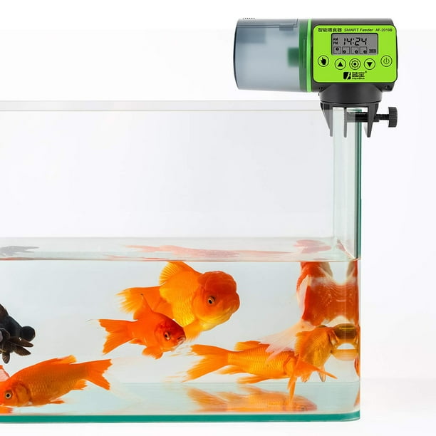 Koi fish feeder sales