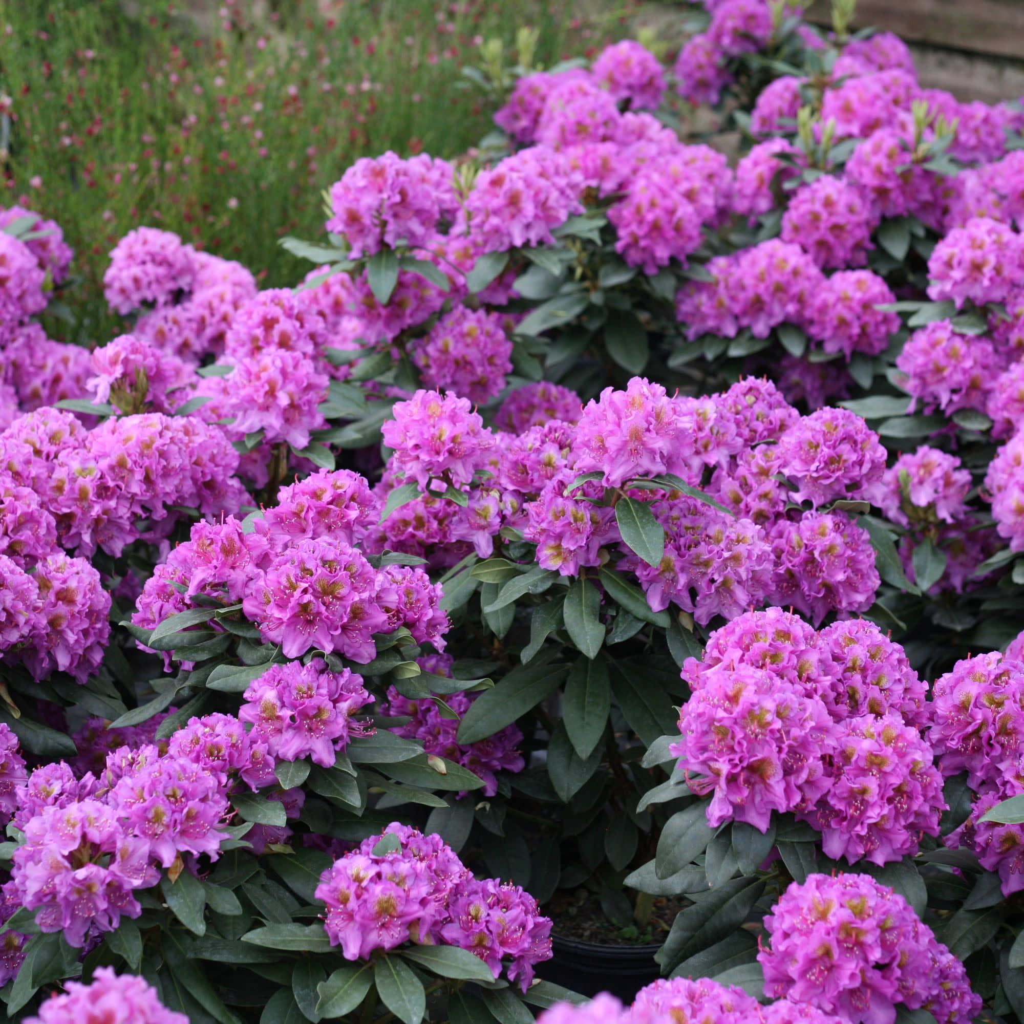 Proven Winners ColorChoice 5" Dandy Man Purple Rhododendron Live Plant in 4.5" Pot (4 Count)