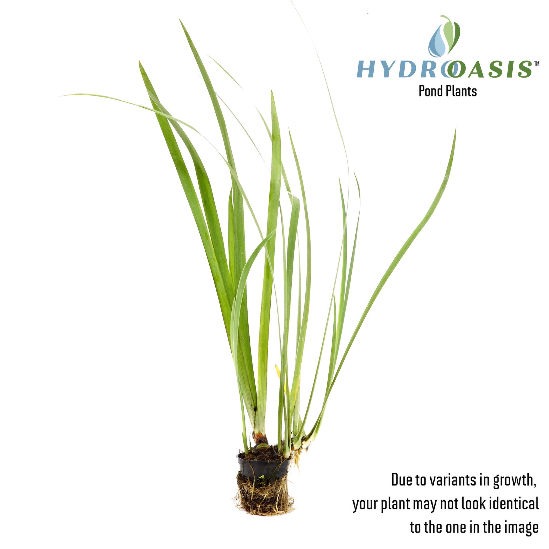 AquaMeadow Assorted Iris Potted 3pk