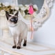 thumbnail image 5 of GOOHOCHY Teaser interactivo para gatos, juguete interesante para gatos, varita para gatos con ratones, juguete para gatitos, accesorio para mascotas, 5 of 8
