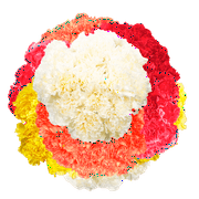 400 Stems of Assorted Color Carnations- Beautiful Fresh Cut Flowers- Express Delivery