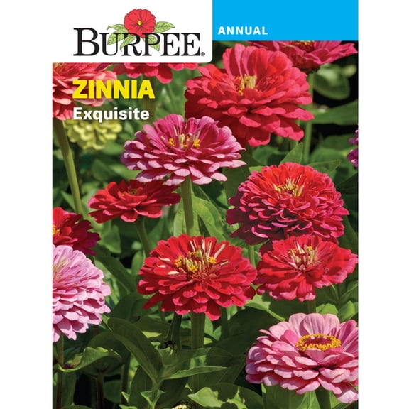 Burpee Exquisite Zinnia Flower Seed