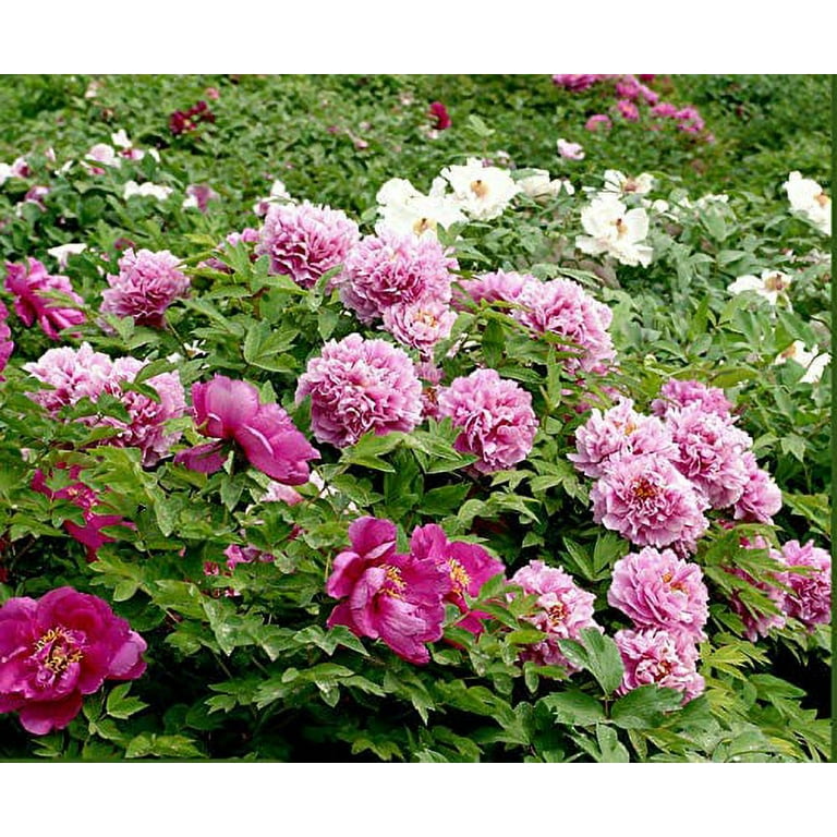 10 Rare Seeds Celebrity Peony Seeds-perennial authentic Seeds-flowers  organic. Non GMO vegetable Seeds-mix Seeds for Plant-b3g1 B042 