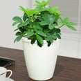 thumbnail image 6 of 6pcs Automatic Planter Auto Watering Pots for Effortless Plant Watering, 6 of 11