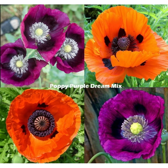 Poppy PURPLE DREAM MIX 500 Seeds