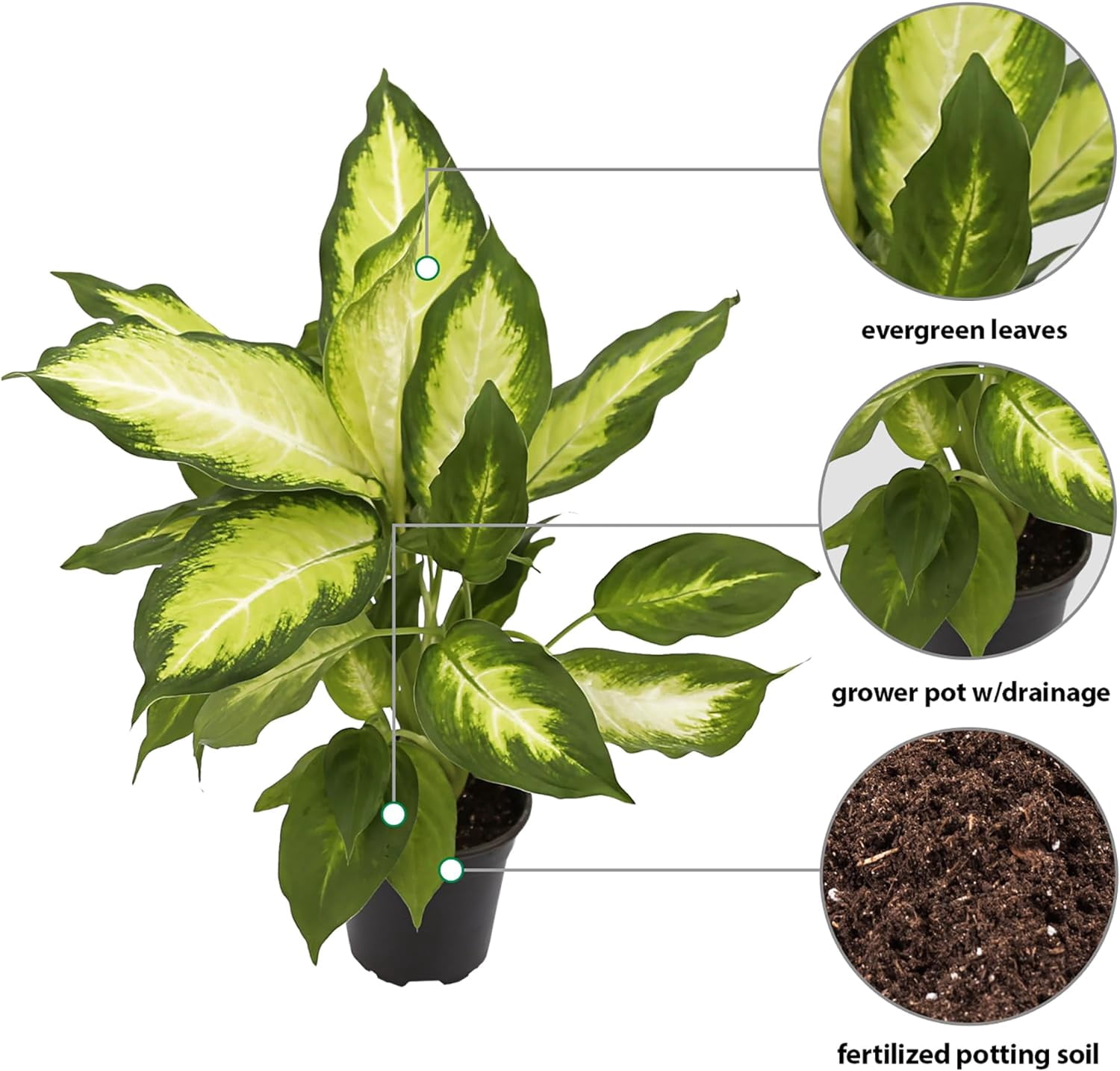 LOSSOM BOOM GARDEN CENTER Dieffenbachia Dumb Cane Palm Tree Live Plants Pot, Fully Rooted Plant