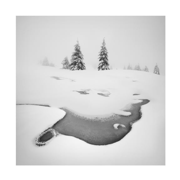 Canvas Wall Art - Daniel Rericha 'Frozen Swamps' Wall Art for Living Room, Bedroom, or Office D?cor by Trademark Fine Art - 14 x 14 Inches