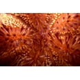 thumbnail image 2 of Factor, Beverly 14x11 White Modern Wood Framed Museum Art Print Titled - Red Hot - Indonesia, 2 of 4