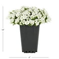 thumbnail image 4 of Expert Gardener 1QT White Iberis Live Perennial Plant Sun 5-Pack, 4 of 6