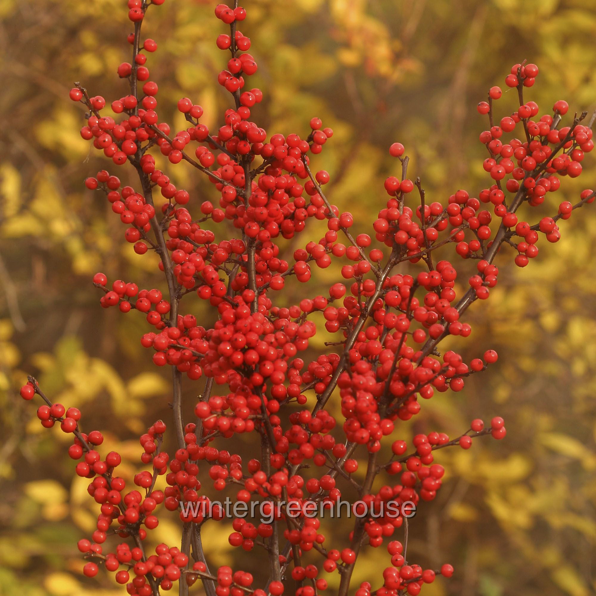 Winterberry Set Berry Poppins® PP (Ilex verticillata)