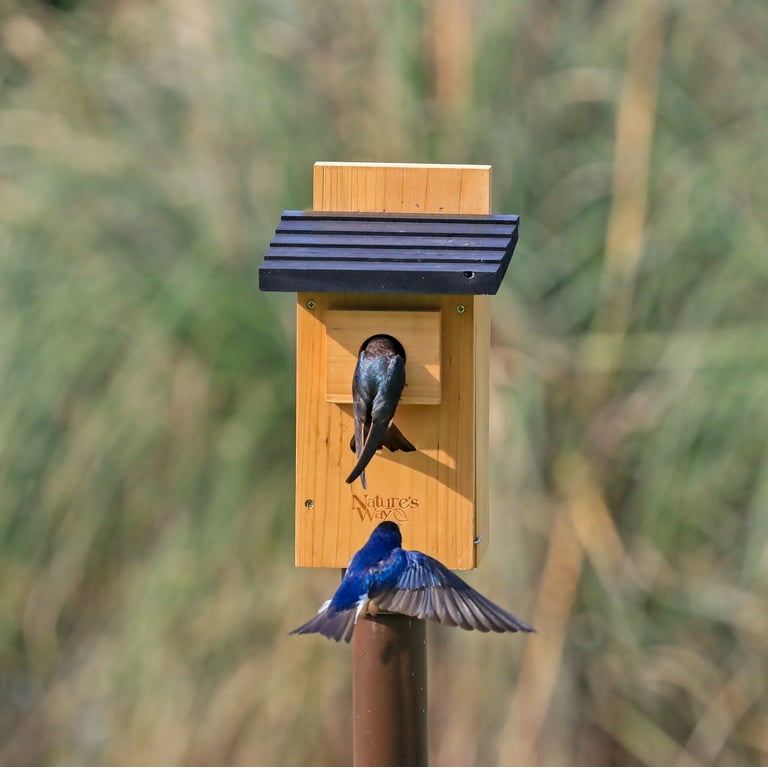 Nature's Way Cedar Bluebird Outdoor Viewing House with Pole, Nest