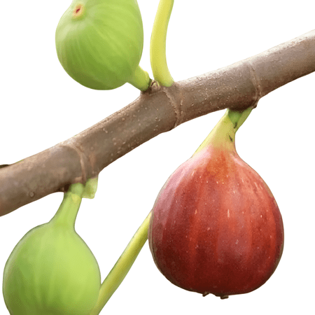 Celeste Fig Tree – 1 Gallon Potted Plant, Sweet Brown Turkey–Type Figs, Hardy Fruit Tree