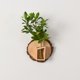thumbnail image 3 of Decoraciones de Pared de Plantas de Madera Maciza Decoraciones de Pared de Sofá Jarrones Pequeños Montados en la Pared Colgantes de Plantas Hidropónicas, 3 of 6