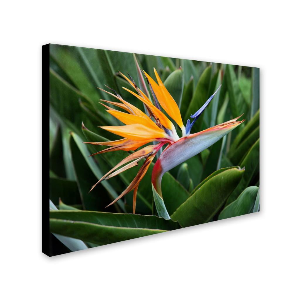 Trademark Fine Art "Bird of Paradise" Canvas Art by Pierre Leclerc