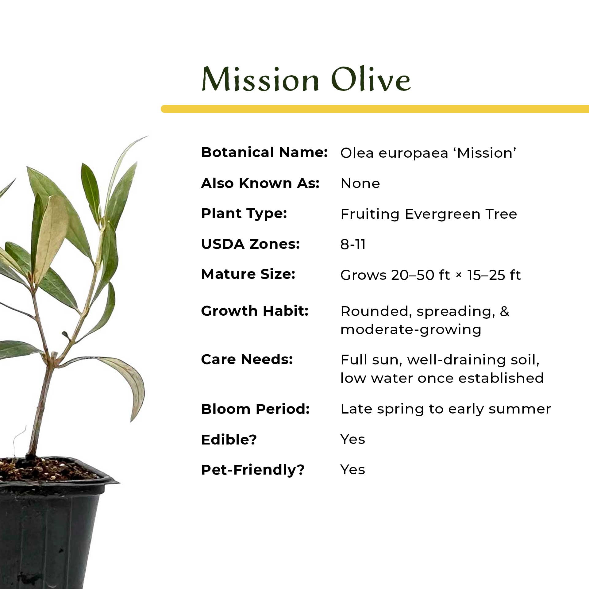 6 Mission Olive Trees – Evergreen Edible Olive Fruit Tree for Indoor or Outdoor Growing, Mediterranean Patio & Container Plant (Olea europaea ‘Mission’) in 3.5″ Cubes, Live Plants