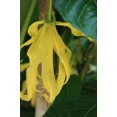 thumbnail image 5 of 10 Heirloom Seeds -Ylang Ylang or Perfume Tree - -Cananga odorata- Serendipity Seeds, 5 of 5