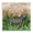 Jungle Life Zebra, variant on Stupell Industries Coastal Jungle Life Tiger Canvas Art, 17 x 17, by Paul Brent