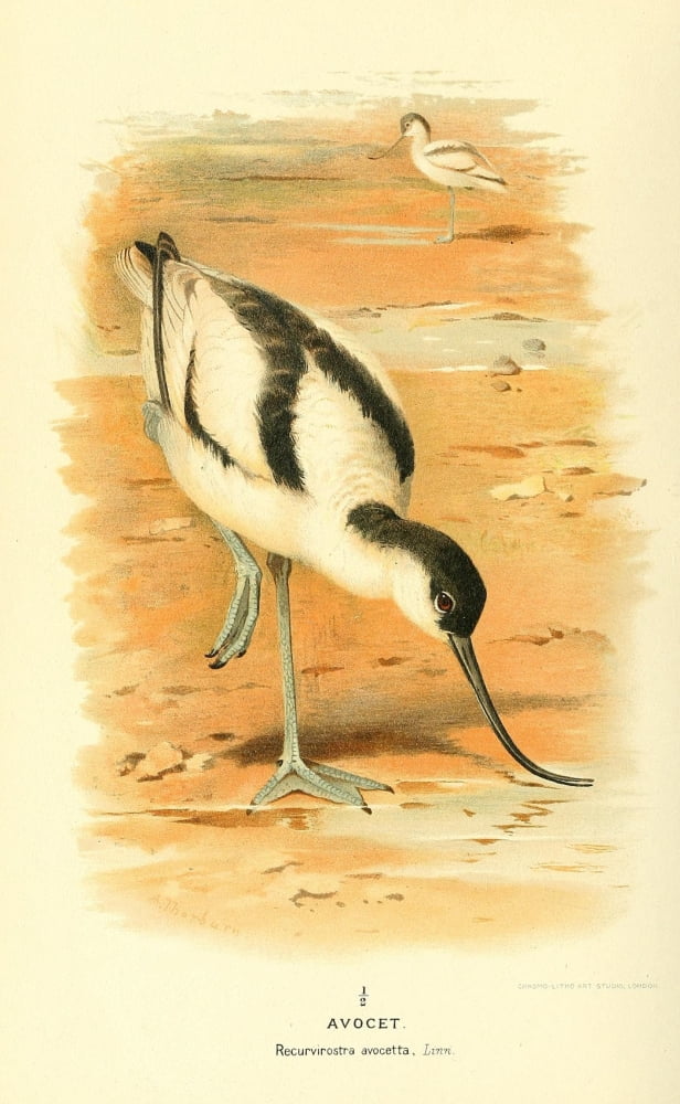 Birds Of The Britis