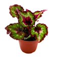 thumbnail image 2 of Harmony's Red Tail 4 inch Begonia Rex Black Red Dark, 2 of 4