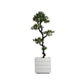 thumbnail image 2 of Vintage Home Artificial Faux Real Touch 65" Tall Yacca Tree Indoor Outdoor And Planter, 2 of 2