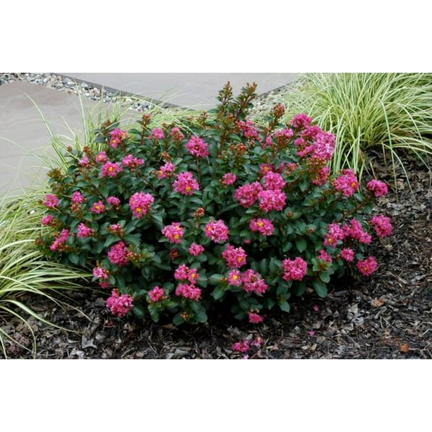 Miniature Pocomoke Pink Ornamental Flowering Crape Myrtles 4 Live Plants Quart Containers 1 Foot Tall Plant In Landscape And Garden Walmart Com