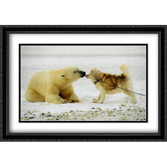 Polar Kiss 2x Matted 40x28 Large Black Ornate Framed Art Print by Thomas Mangelsen