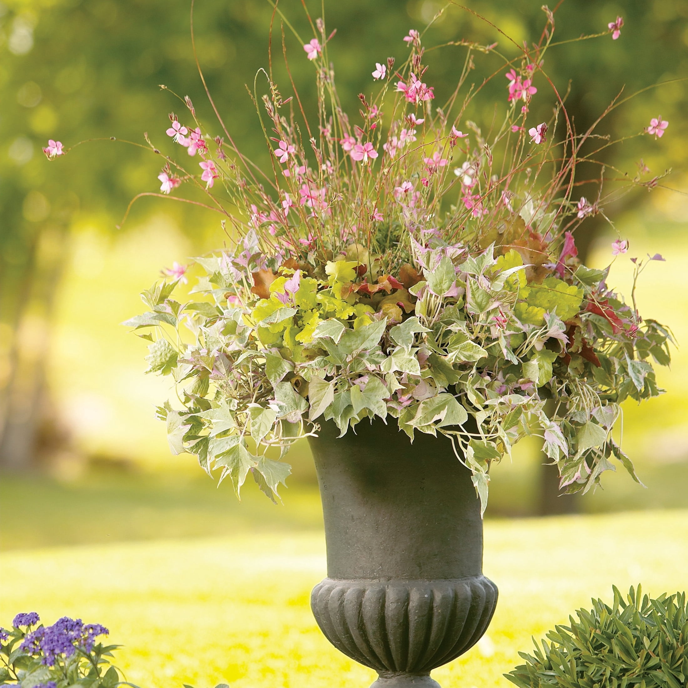 Proven Winners 4" Tricolor Sweet Potato Vine Live Plant in 4.25" Pot (4 Count)