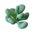 thumbnail image 1 of Artificial Faux Small Plant Mall Home Desktop Decor For Home Decor Indoor Desk Wedding Decoration, 1 of 4