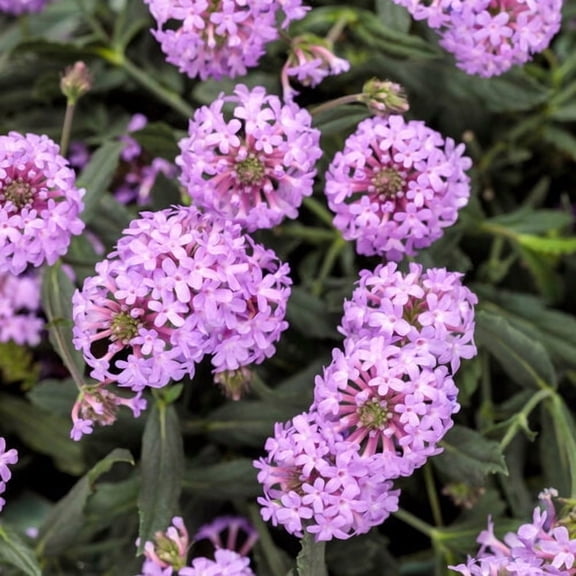 50 Lavender Verbena Seeds – Vibrant Hybrid Flower Seeds for Spring & Summer Gardens – Fast-Growing Perennial Wildflower