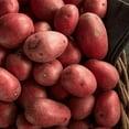 thumbnail image 2 of 2 Lbs Red Potatoes Whole Tubers Seeds Potatoes Red Potato Seeds for Planting, 2 of 6