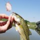 thumbnail image 4 of Señuelo de pescado, cebo de alta simulación, tentador, elástico, luminoso, forma de calamar vivo, señuelo falso suave, aparejos de pesca, 4 of 5