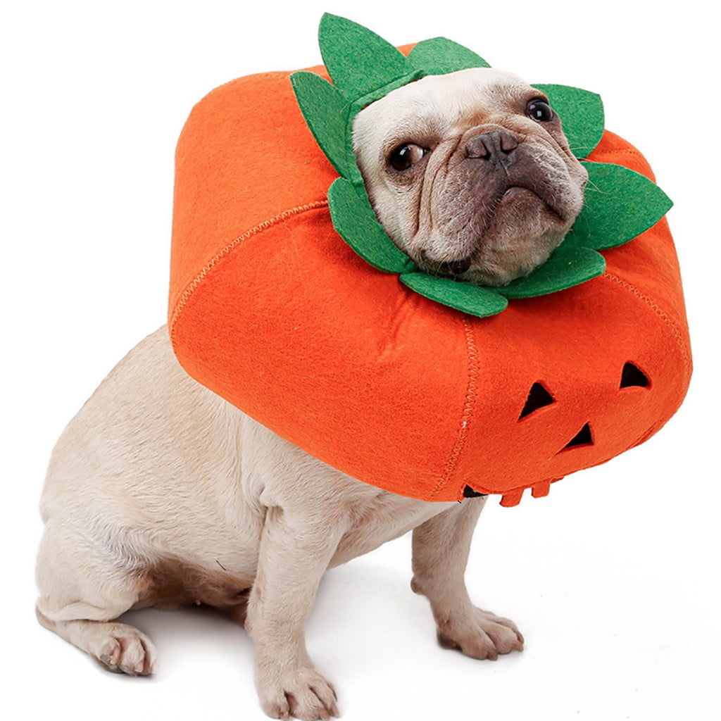 dog dressed up as pumpkin
