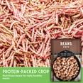 thumbnail image 3 of Pinto Bean Seeds - Full Sun Annual Vegetable - 1 Pack, 3 of 9