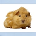 thumbnail image 2 of CafePress - Guinea Pig Gifts Body Suit - Baby Light Bodysuit, Size Newborn - 24 Months, 2 of 4