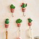 thumbnail image 5 of Toystoory Gancho en forma de Cactus, colgadores de pared de puerta de acero inoxidable fuerte, ganchos de succión, estante de carga pesada, Almacenamiento y organización del hogar, 5 of 6