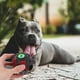 thumbnail image 5 of KAKOWELY Juguete de pelota para perros, juguete dispensador de golosinas para mascotas, juguete interactivo para masticar, juguete de pelota de golosinas para perros, 5 of 5
