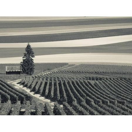 France, Marne, Champagne Region, Mont Aime, Elevated View of Vineyards and Fields Print Wall Art By Walter